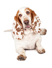Basset Hound Dog With Funny Expression