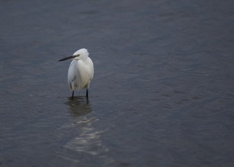 Little Egret