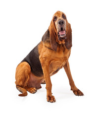 Handsome Bloodhound Dog Sitting - obrazy, fototapety, plakaty
