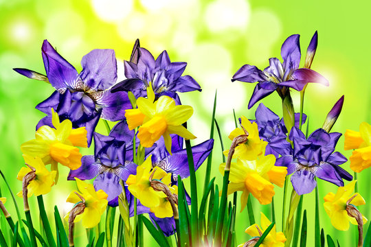 flowers irises. narcissus