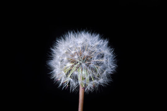 Fototapeta dandelion