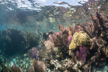 Caribbean Reef in Shallow Water