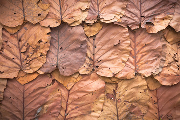 Lined dry leaves wall color background texture