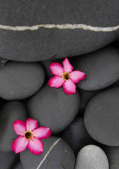 Fototapeta na wymiar Red two frangipani on black pebbles