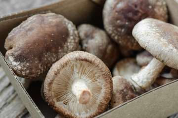Shitake Mushroom in Cardboard Packaging on Wood Background