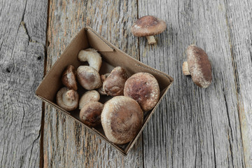 Shitake Mushroom on Wood Background