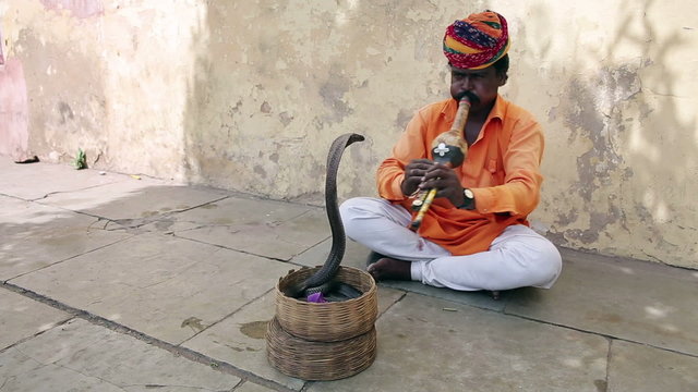 Cobra enchanter, snake charming