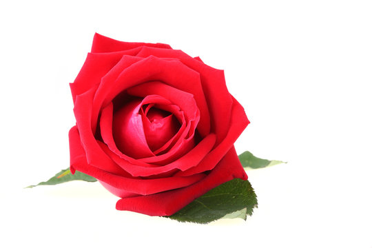 red rose isolated on white background