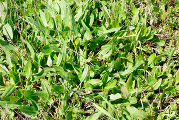 Green plants  sorrel as nature   background