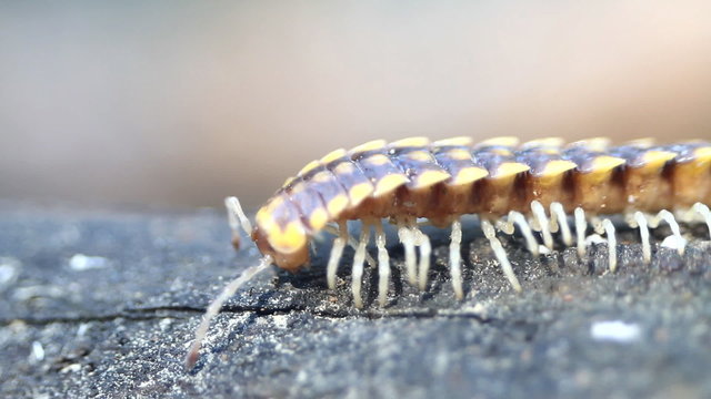 insect move centipede macro tropical bug