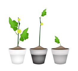 Ridged Gorud Plant in Ceramic Flower Pots