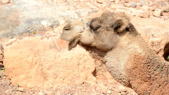 chewing camel