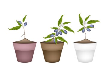 Chinese Olive Plants in Ceramic Flower Pots