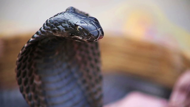 Close-up portrait of cobra