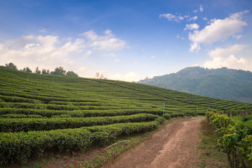 Fototapeta na wymiar Tea plantation in Thailand