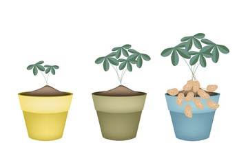 Three Peanuts Plant in Ceramic Flower Pots