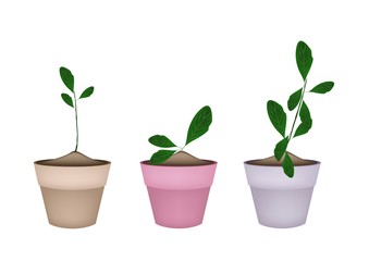 Beautiful Ornamental Plants in Ceramic Flower Pots