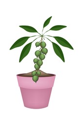 Obraz na płótnie Canvas Macadamia Nuts on Branch in Ceramic Flower Pots