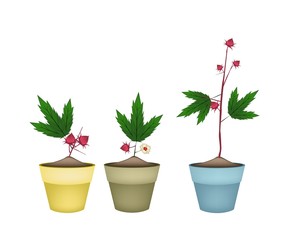 Three Hibiscus Sabdariffa Plant in Ceramic Pots