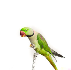 Close-up green parrot over white background