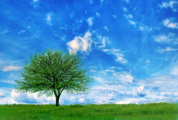 Fototapeta na wymiar the tree in a field