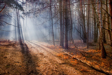 Naklejka premium morning in the forest, sunshine in the forest