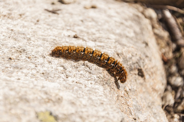 Butterfly caterpillar