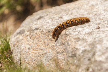 Caterpillar Oak Eggar (Lasiocampa Quercus)