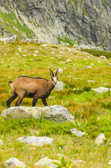 Chamois on clearing