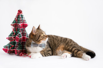 Awesome British Short Hair Cat in Bow Tie