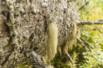 Growth of the genus Usnea Dill. ex Adans.
