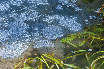 Frog Spawn in Water