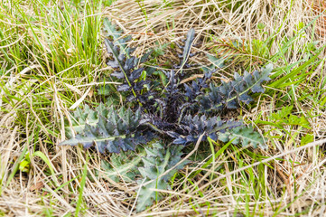 Carlina Acaulis L. - Leaves