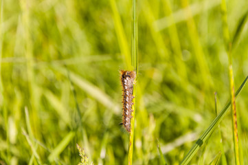 Drinker (Euthrix potatoria) - caterpillar