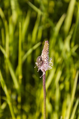 Oxythyrea funesta on Plantago media