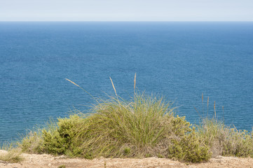 Alpha grass, Stipa tenacissima, growing by the Mediterranean Sea