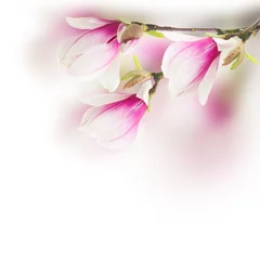 Fototapete Magnolie rosa Magnolienbaum Blumen
