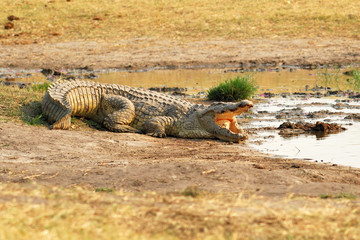 Crocodile du Nil