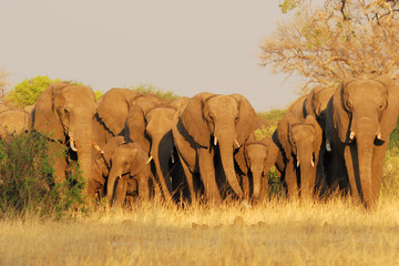 Fototapeta na wymiar Famille d'éléphant en marche