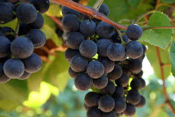 Close-up of ripe grapes in the vineyard. - 75167788