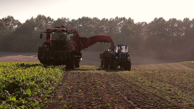 beet harvesting using combine and tractor