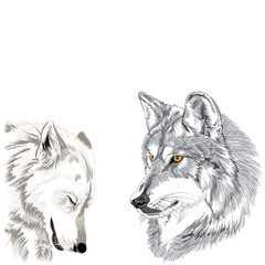 Wolves muzzles sketch
