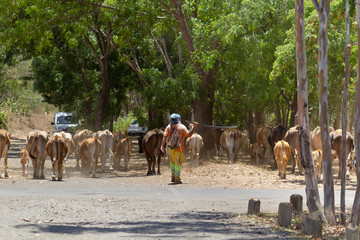 bouvier et son troupeau, &icirc;le de la R&eacute;union