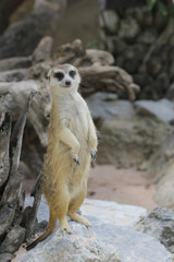 Fototapeta premium Meerkat stand up