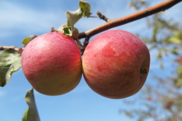 Red ripe winter variety apples against a blue sky