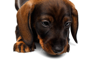Dachshund puppy