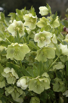 Hellébore, Helleborus Argutifolius