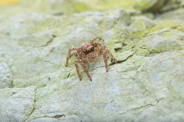 Jumping Spider - Stock Image