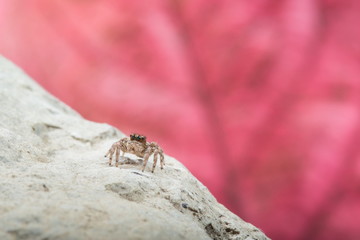 Jumping Spider - Stock Image