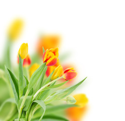 red and yellow fresh tulips
